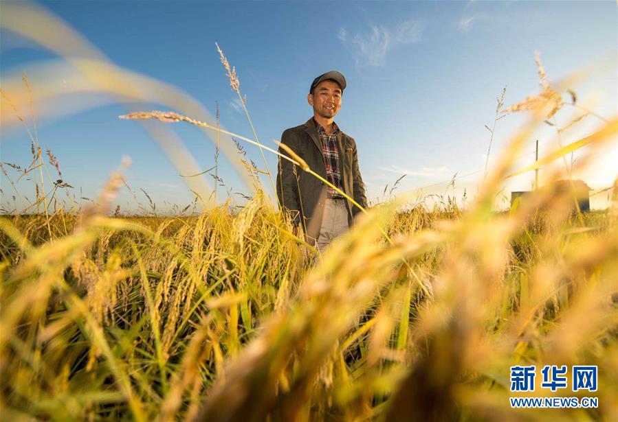 (豐收的味道)(圖文互動(dòng))(2)稻人有道——種糧大戶李學(xué)明的十余年堅(jiān)守