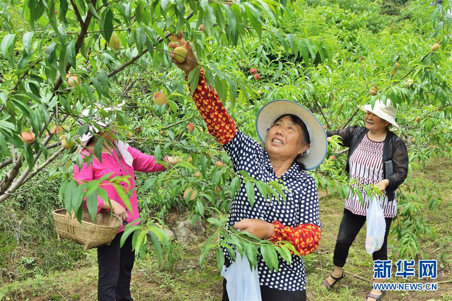 (在習(xí)近平新時(shí)代中國特色社會(huì)主義思想指引下——新時(shí)代新作為新篇章·圖文互動(dòng))(3)湖北枝城鎮(zhèn):片區(qū)黨建助推鄉(xiāng)村全面振興
