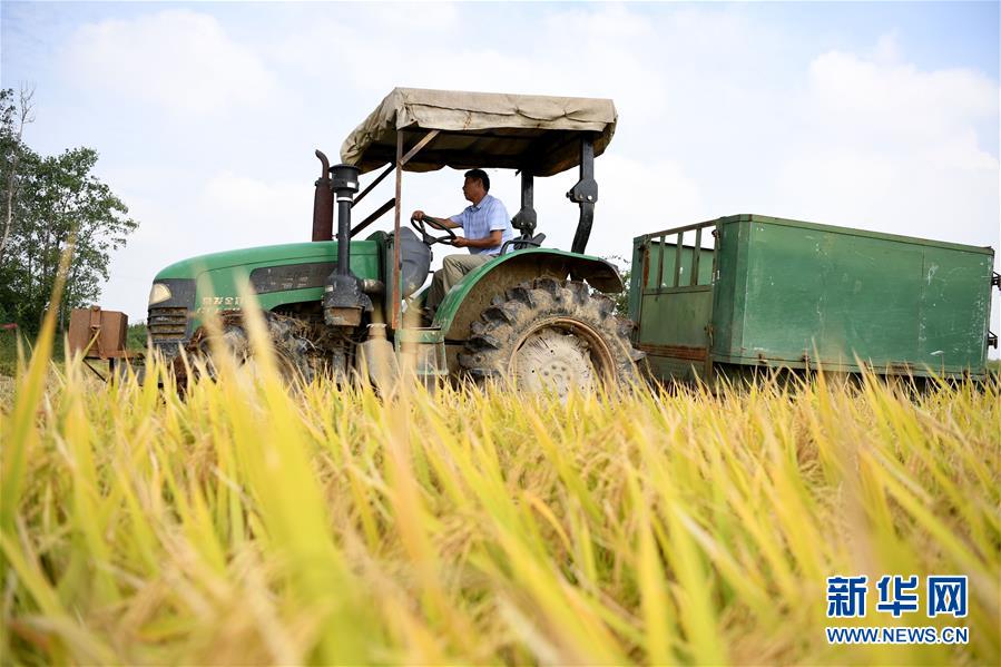 (新華全媒頭條·圖文互動)(7)希望灑在金色田野——寫在鄉(xiāng)村振興戰(zhàn)略實(shí)施一周年之際