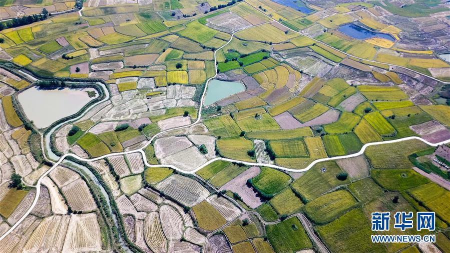 (新華全媒頭條·圖文互動)(8)希望灑在金色田野——寫在鄉(xiāng)村振興戰(zhàn)略實(shí)施一周年之際