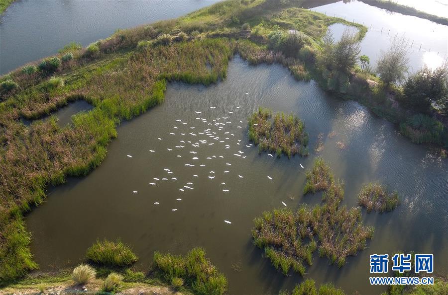 （圖文互動&middot;百城百縣百企調(diào)研行）（5）&ldquo;濕地?？?rdquo;的生態(tài)文明建設(shè)實踐