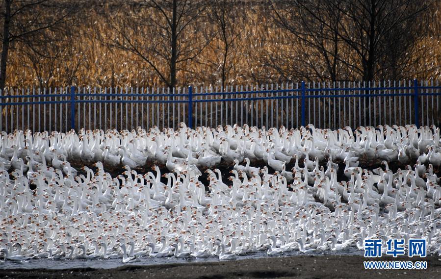 (百城百縣百企調研行·圖文互動)(6)瞧瞧這些村咋富起來的——黑龍江省牡丹江市發(fā)展特色精品農業(yè)促農增收