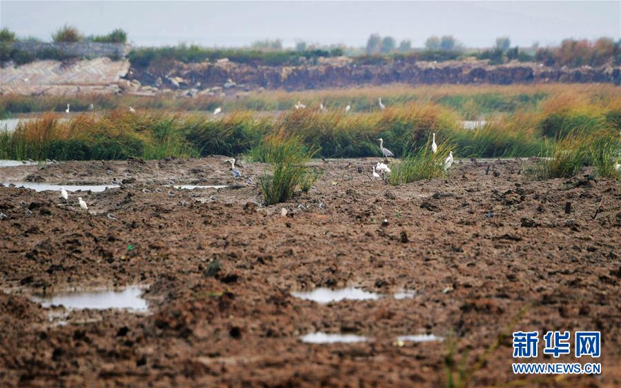 （新華視點(diǎn)&middot;圖文互動(dòng)）（3）福建10名黨員干部被問責(zé)的背后：7部門十余次執(zhí)法未能有效制止泉州灣濕地圍墾行為