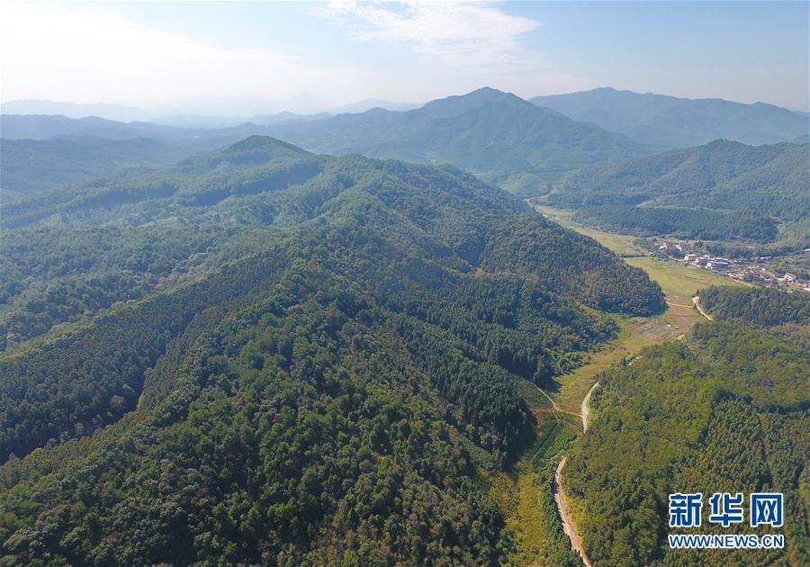 (在習(xí)近平新時(shí)代中國(guó)特色社會(huì)主義思想指引下·慶祝改革開放40周年·綠色發(fā)展·圖文互動(dòng))(3)向陽花木易為春——綠色發(fā)展之“木”的故事