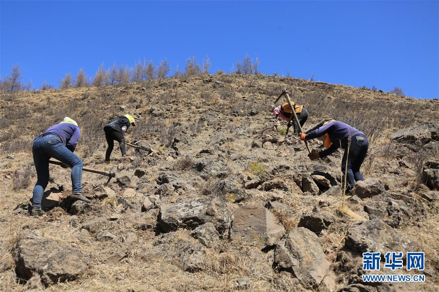 （新華全媒頭條&middot;圖文互動）（8）那一抹綠色，走進(jìn)越來越多人心里&mdash;&mdash;河北塞罕壩續(xù)寫新時代綠色傳奇