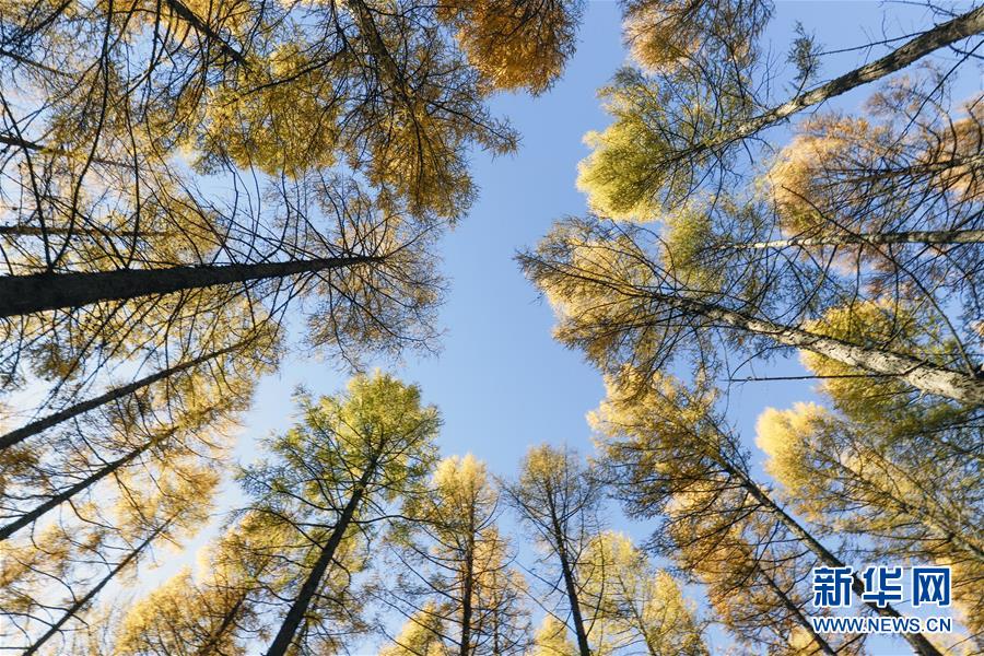 （新華全媒頭條&middot;圖文互動）（9）那一抹綠色，走進(jìn)越來越多人心里&mdash;&mdash;河北塞罕壩續(xù)寫新時代綠色傳奇