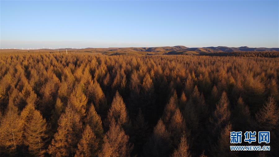 （新華全媒頭條&middot;圖文互動）（6）那一抹綠色，走進(jìn)越來越多人心里&mdash;&mdash;河北塞罕壩續(xù)寫新時代綠色傳奇