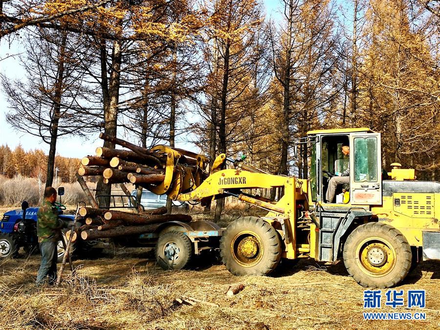 （新華全媒頭條&middot;圖文互動）（7）那一抹綠色，走進(jìn)越來越多人心里&mdash;&mdash;河北塞罕壩續(xù)寫新時代綠色傳奇