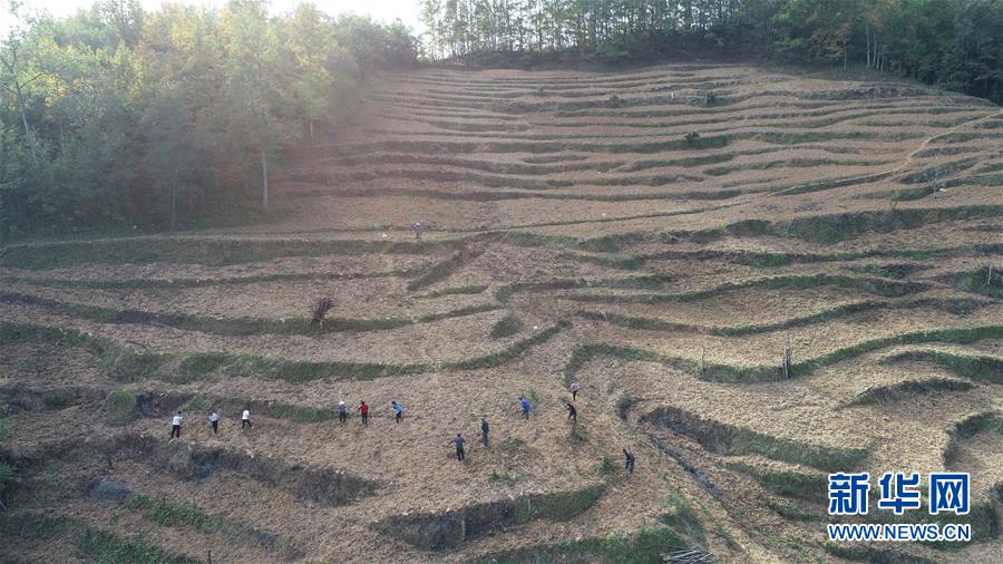 （在習(xí)近平新時代中國特色社會主義思想指引下&middot;慶祝改革開放40周年&middot;共享發(fā)展&middot;圖文互動）（2）&ldquo;浙江親人&rdquo;請心安 白茶苗已種滿山&mdash;&mdash;浙江安吉捐贈四川青川白茶苗種植地探訪