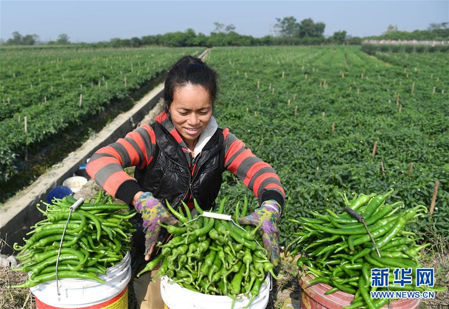 (輝煌60年·壯美新廣西·圖文互動)(2)攜手描繪八桂大地上的美麗畫卷——寫在廣西壯族自治區(qū)成立60周年之際