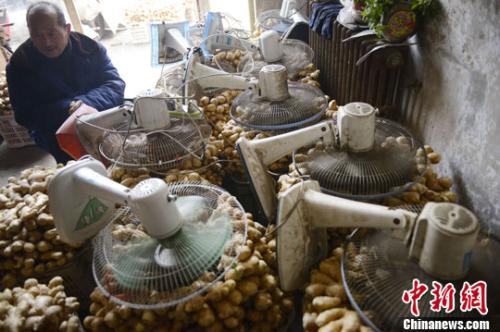 資料圖：山西太原蔬菜批發(fā)市場，姜販用多臺電風(fēng)扇風(fēng)干新鮮潮濕的生姜。<a target='_blank' ><p  align=