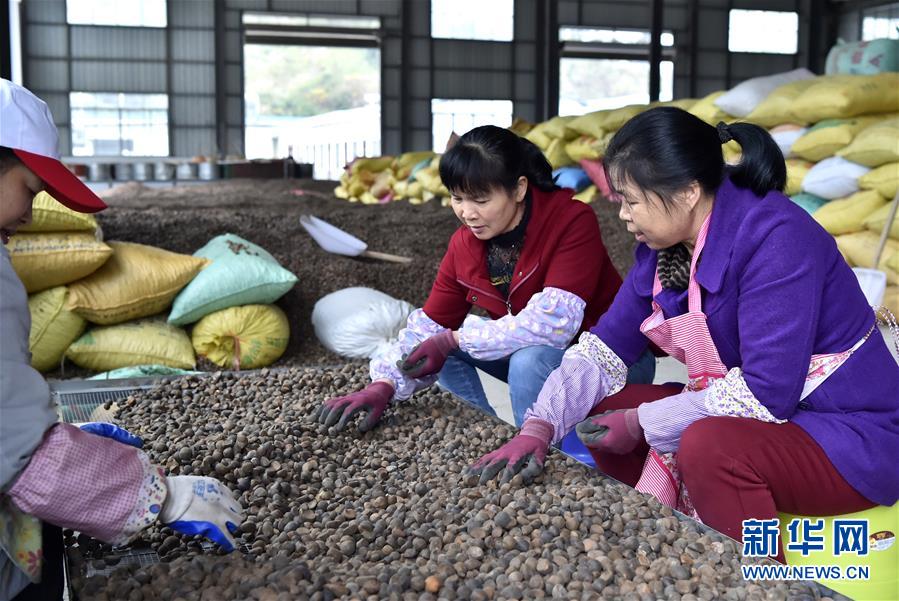 (圖文互動)(1)大山深處的“生態(tài)經濟”