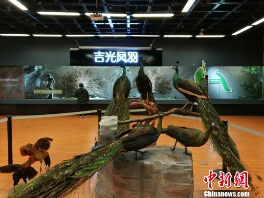 先有雞還是先有蛋？這個科普展覽有點&ldquo;不一般&rdquo;