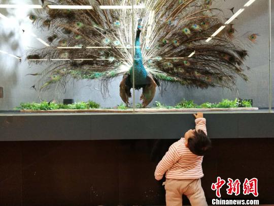 圖為展覽現(xiàn)場?！『h航 攝