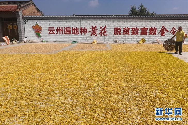 （在習(xí)近平新時代中國特色社會主義思想指引下&mdash;&mdash;新時代新作為新篇章&middot;鄉(xiāng)村振興戰(zhàn)略&middot;圖文互動）（2）一株忘憂草，萬家喜眉梢&mdash;&mdash;山西省大同市云州區(qū)黃花產(chǎn)業(yè)扶貧觀察