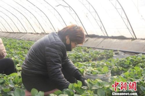 正值隆冬時節(jié)，山西省長治市長子縣天寒地凍，最低氣溫已有零下十幾度，當?shù)氐氖卟舜笈飪?nèi)卻&ldquo;春意盎然&rdquo;、生機勃勃。　王維寧 攝