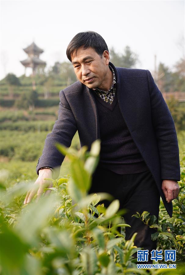 （在習近平新時代中國特色社會主義思想指引下&mdash;&mdash;新時代新作為新篇章&middot;鄉(xiāng)村振興戰(zhàn)略&middot;圖文互動）（3）老支書王興強的新&ldquo;茶事&rdquo;