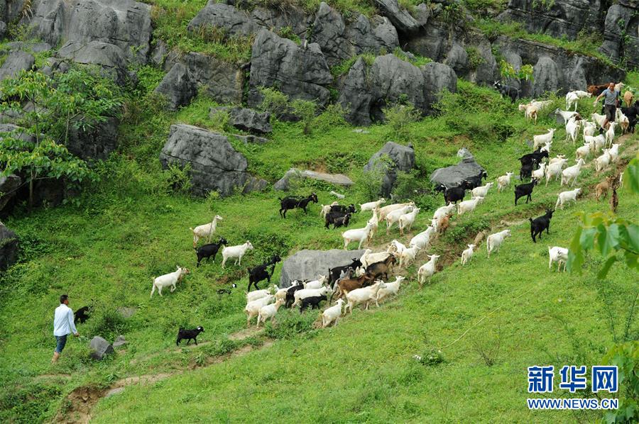 (兩會(huì)前夕看落實(shí)·圖文互動(dòng))(2)決戰(zhàn)脫貧攻堅(jiān) 奮力后發(fā)趕超——貴州落實(shí)習(xí)近平總書(shū)記全國(guó)兩會(huì)重要講話(huà)精神紀(jì)實(shí)