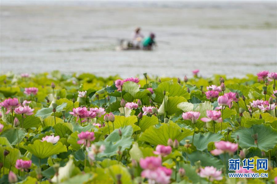 （在習(xí)近平新時(shí)代中國(guó)特色社會(huì)主義思想指引下&mdash;&mdash;新時(shí)代新作為新篇章&middot;圖文互動(dòng)）（9）高原春來早 云嶺開新篇 