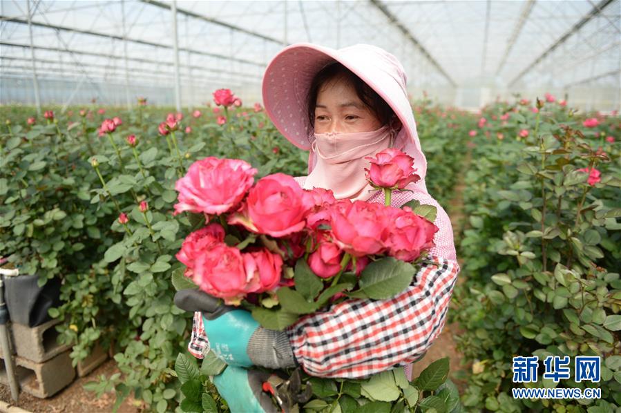 (在習(xí)近平新時(shí)代中國特色社會(huì)主義思想指引下——新時(shí)代新作為新篇章·圖文互動(dòng))(1)紅土高原上掀起“綠色旋風(fēng)”