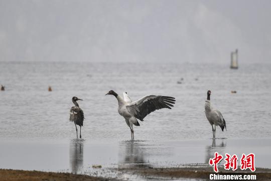圖為在納帕海濕地棲息的黑頸鶴?！⑷疥?yáng) 攝