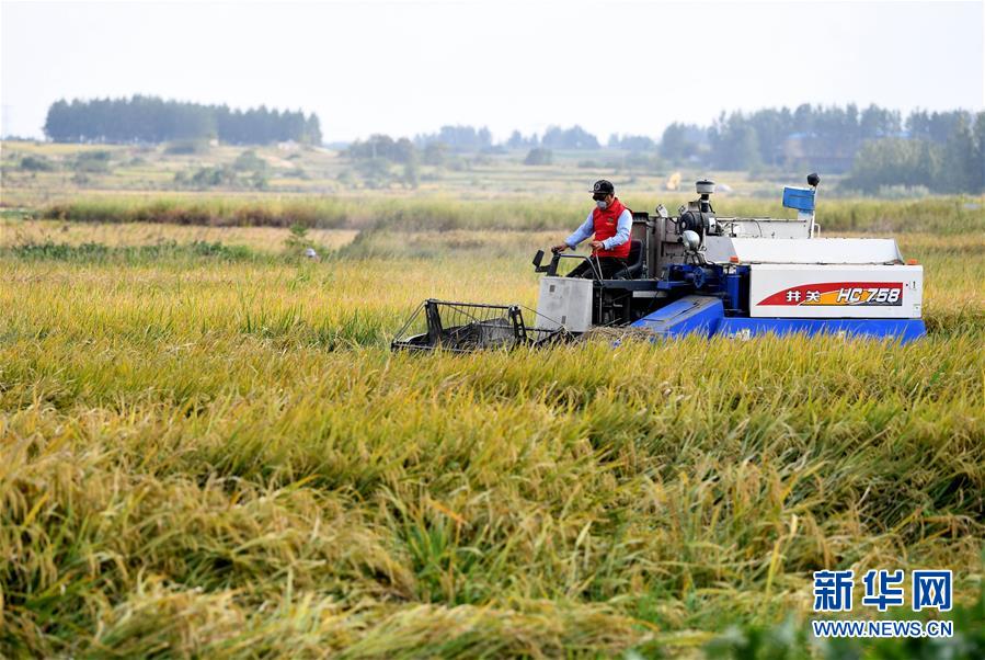 （新華全媒頭條&middot;愛(ài)國(guó)情 奮斗者&middot;圖文互動(dòng)）（6）一個(gè)村的奮斗，一個(gè)時(shí)代的巨變&mdash;&mdash;記敢&ldquo;蹚新路&rdquo;的小崗人