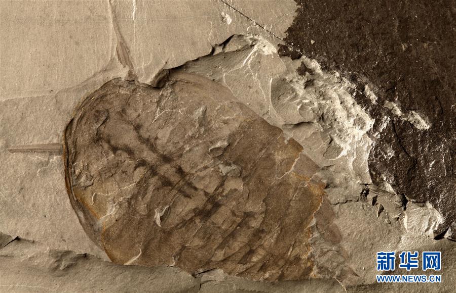 (新華全媒頭條·圖文互動)(10)探尋5億年前“生命大爆炸”之奧秘——中國科學(xué)家發(fā)現(xiàn)寒武紀(jì)“化石寶庫”清江生物群紀(jì)實