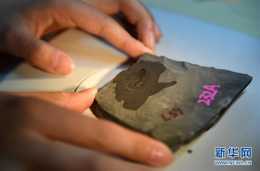 (新華全媒頭條·圖文互動)(8)探尋5億年前“生命大爆炸”之奧秘——中國科學(xué)家發(fā)現(xiàn)寒武紀(jì)“化石寶庫”清江生物群紀(jì)實