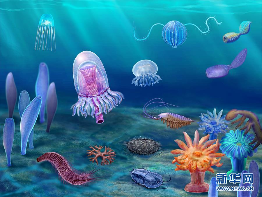 (新華全媒頭條·圖文互動)(15)探尋5億年前“生命大爆炸”之奧秘——中國科學(xué)家發(fā)現(xiàn)寒武紀(jì)“化石寶庫”清江生物群紀(jì)實