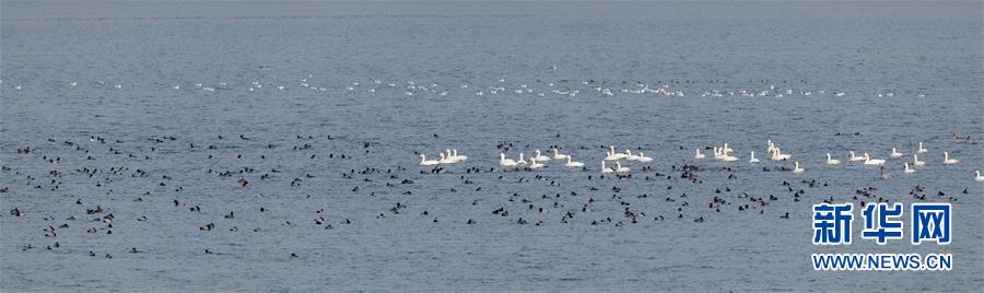 (生態(tài)文明建設·圖文互動)(1)從亂河灘到“鳥的天堂”——一名攝影師鏡頭里的“生態(tài)變奏曲”
