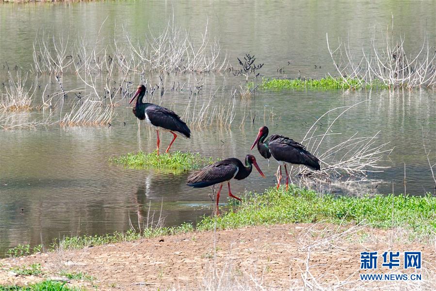 (生態(tài)文明建設·圖文互動)(3)從亂河灘到“鳥的天堂”——一名攝影師鏡頭里的“生態(tài)變奏曲”