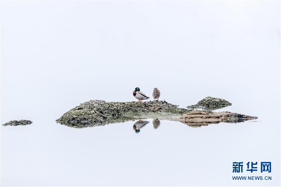 (生態(tài)文明建設·圖文互動)(4)從亂河灘到“鳥的天堂”——一名攝影師鏡頭里的“生態(tài)變奏曲”