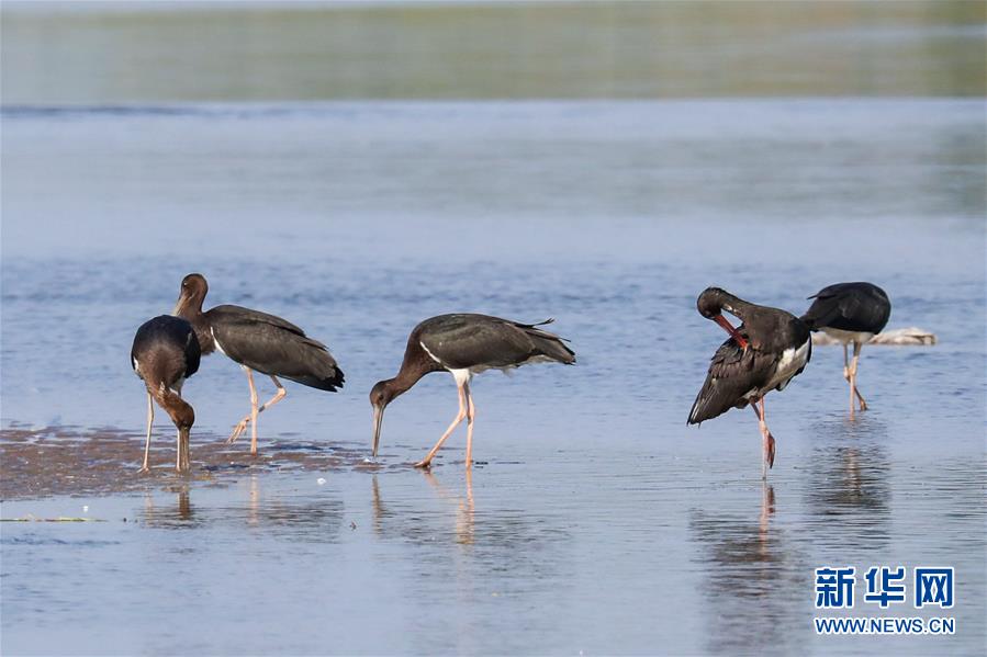(生態(tài)文明建設·圖文互動)(5)從亂河灘到“鳥的天堂”——一名攝影師鏡頭里的“生態(tài)變奏曲”