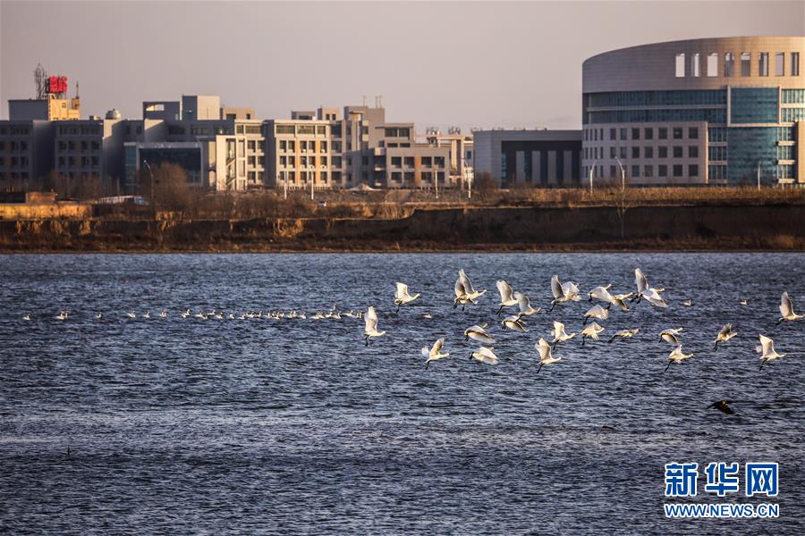 (生態(tài)文明建設·圖文互動)(6)從亂河灘到“鳥的天堂”——一名攝影師鏡頭里的“生態(tài)變奏曲”