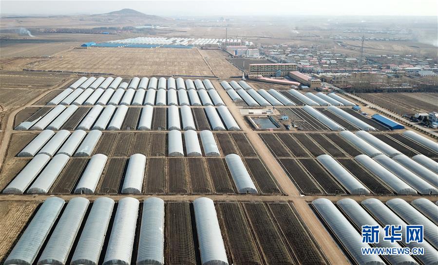 (壯麗70年 奮斗新時代——推動高質(zhì)量發(fā)展調(diào)研行·圖文互動)(1)黑龍江賓縣:“北菜南銷”演繹結(jié)構(gòu)調(diào)整“大文章”