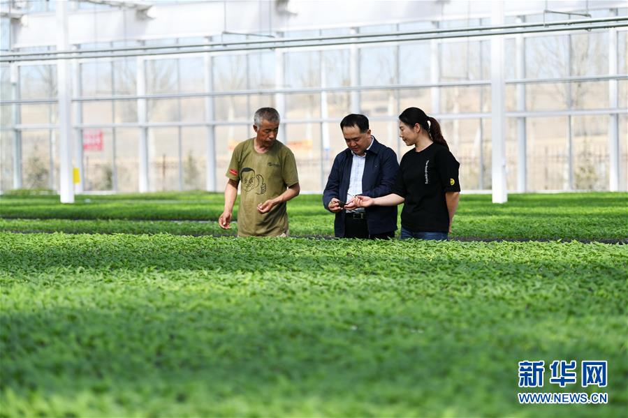 (壯麗70年 奮斗新時代——推動高質(zhì)量發(fā)展調(diào)研行·圖文互動)(2)黑龍江賓縣:“北菜南銷”演繹結(jié)構(gòu)調(diào)整“大文章”