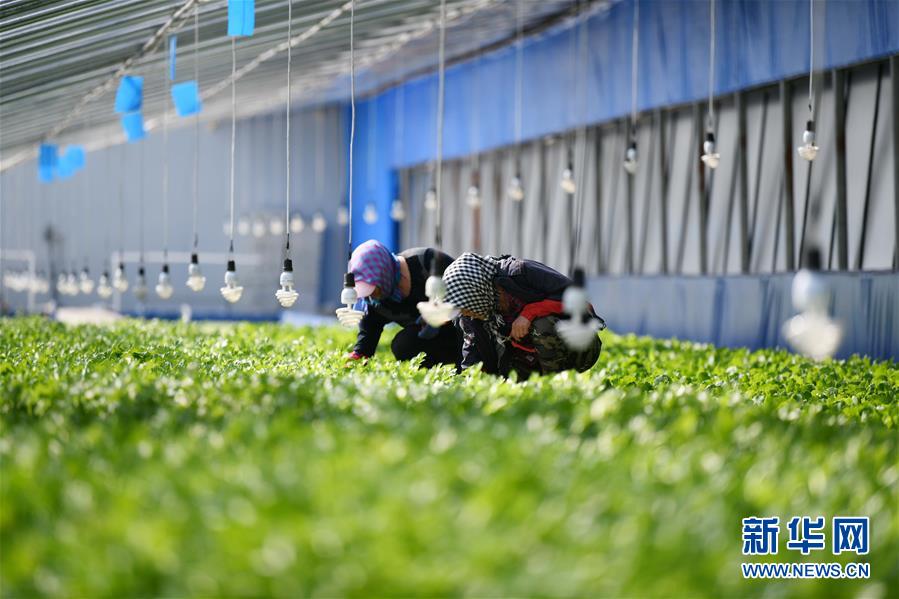 (壯麗70年 奮斗新時代——推動高質(zhì)量發(fā)展調(diào)研行·圖文互動)(4)黑龍江賓縣:“北菜南銷”演繹結(jié)構(gòu)調(diào)整“大文章”