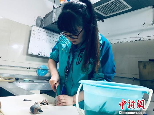 于雅麗在餌料操作間，準(zhǔn)備著動(dòng)物們的食物?！“瑧c龍 攝