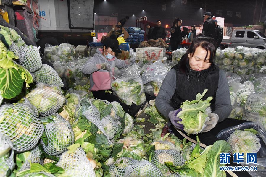 (壯麗70年·奮斗新時代·圖文互動)(1)山東壽光:一棵“菜”興一座城