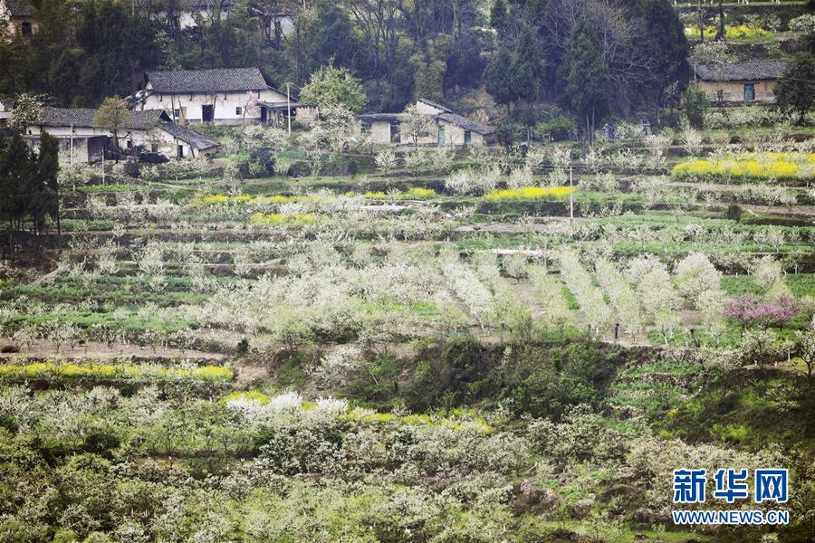 （在習(xí)近平新時(shí)代中國特色社會(huì)主義思想指引下&mdash;&mdash;新時(shí)代新作為新篇章）（7）重慶巫山：&ldquo;生態(tài)寶貝&rdquo;變身&ldquo;搖錢樹&rdquo;