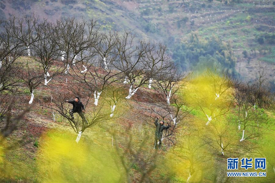 （在習(xí)近平新時代中國特色社會主義思想指引下&mdash;&mdash;新時代新作為新篇章）（8）重慶巫山：&ldquo;生態(tài)寶貝&rdquo;變身&ldquo;搖錢樹&rdquo;