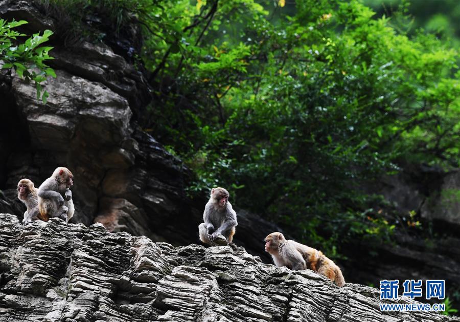 （在習(xí)近平新時(shí)代中國特色社會(huì)主義思想指引下&mdash;&mdash;新時(shí)代新作為新篇章）（5）重慶巫山：&ldquo;生態(tài)寶貝&rdquo;變身&ldquo;搖錢樹&rdquo;
