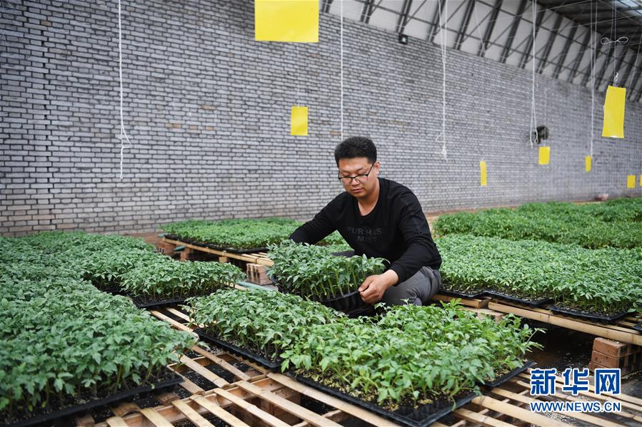 （在習近平新時代中國特色社會主義思想指引下&mdash;&mdash;新時代新作為新篇章&middot;圖文互動）（8）在綠色田野上書寫青春答卷&mdash;&mdash;幾位&ldquo;新農(nóng)民&rdquo;的返鄉(xiāng)創(chuàng)業(yè)故事