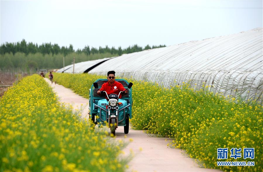 （新華全媒頭條&middot;愛(ài)國(guó)情 奮斗者&middot;圖文互動(dòng)）（6）把論文寫(xiě)在祖國(guó)的大地上&mdash;&mdash;中國(guó)農(nóng)業(yè)大學(xué)46年扎根河北曲周服務(wù)鄉(xiāng)村振興紀(jì)實(shí)