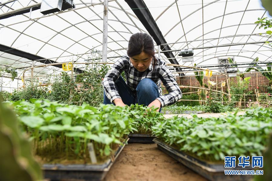 （權(quán)威訪談&middot;聚焦中國經(jīng)濟亮點&middot;圖文互動）（5）防治土地荒漠化 推動綠色發(fā)展&mdash;&mdash;專訪國家林業(yè)和草原局副局長劉東生