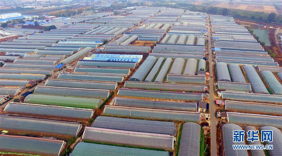 (新華全媒頭條·圖文互動(dòng))(4)和蔬菜“說(shuō)話”的人——中國(guó)工程院院士李天來(lái)的“棚菜人生”