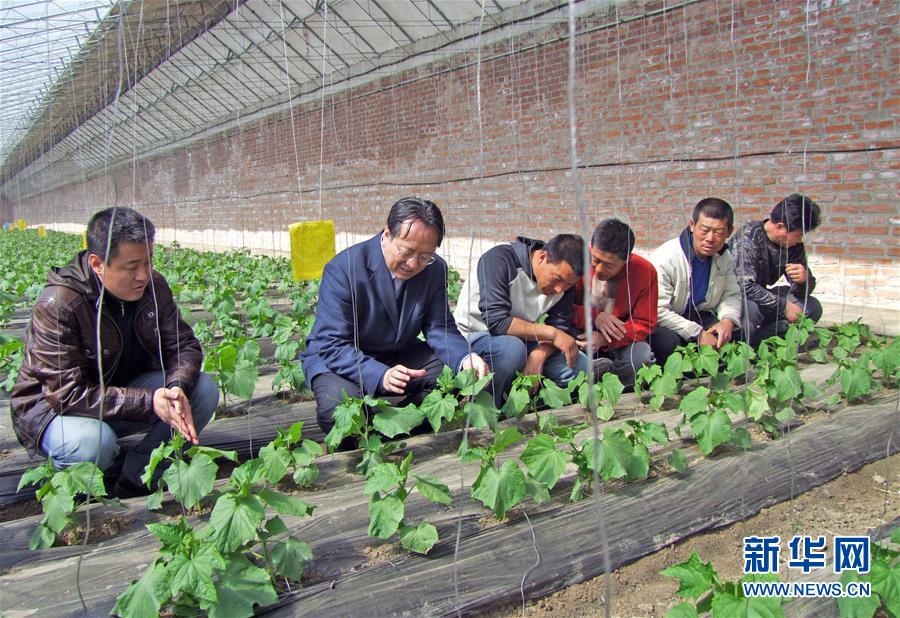 (新華全媒頭條·圖文互動(dòng))(6)和蔬菜“說(shuō)話”的人——中國(guó)工程院院士李天來(lái)的“棚菜人生”