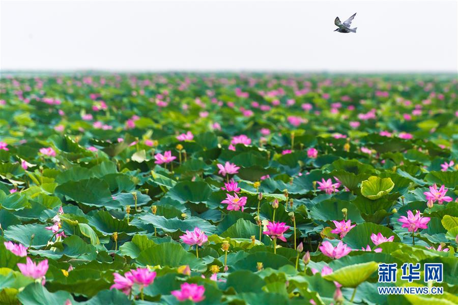 （壯麗70年&middot;奮斗新時代&mdash;&mdash;共和國發(fā)展成就巡禮&middot;圖文互動）（5）潮涌楚天闊&mdash;&mdash;湖北砥礪奮進70年譜寫高質(zhì)量發(fā)展華章