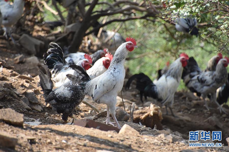 (圖文互動)(1)“退休創(chuàng)客”的山鄉(xiāng)致富“合作社”