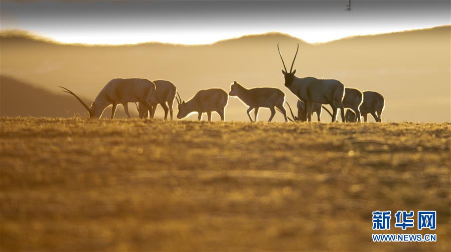 (壯麗70年·奮斗新時代——共和國發(fā)展成就巡禮·圖文互動)(7)人間奇跡在高原——新中國成立70年西藏發(fā)展成就紀(jì)實